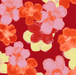 Sunblush Bloom